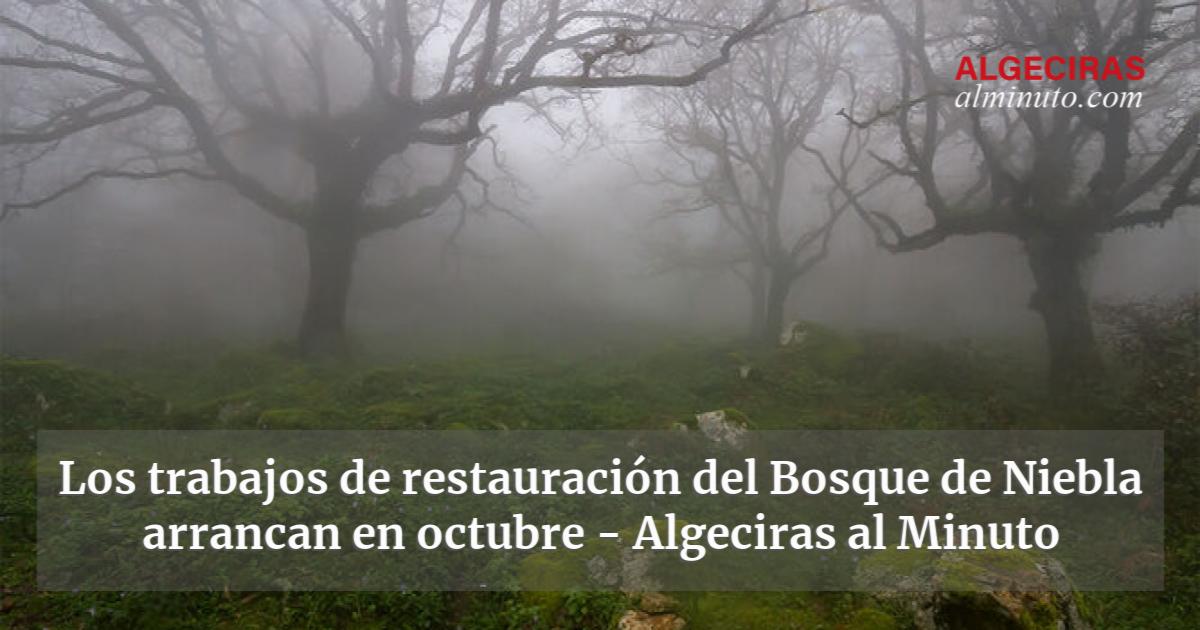 Los Trabajos De Restauraci N Del Bosque De Niebla Arrancan En Octubre