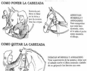 La cabezada como ponerla y quitarla