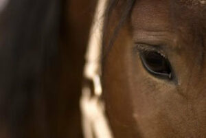 Concentración ecuestre en el Campo de Gibratar