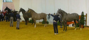 II Concurso morfológico de caballos de purta raza española se celebrará del 12 al 14 de febrero