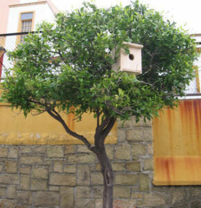 El colegio Salesianos participa en el programa Educaves