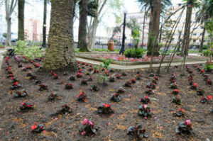 Parques y Jardines siembra 11.500 flores en distintas zonas de la ciudad