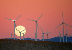 Unos cinco millones de aves mueren en colisiones con tendidos eléctricos