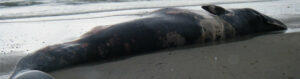 Aparece el cadaver de una ballena en la playa del Rinconcillo