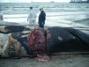 Comienzan las labores para retirar la ballena muerta de la playa del Rinconcillo