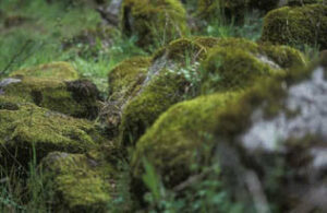 Taller de Fotografía en la naturaleza" con Manolo Castro ¿Ves el gato?