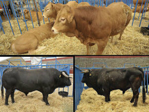 Fapacsa apuesta por que se mantenga la feria de ganado