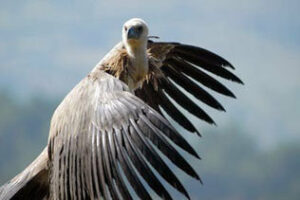 Presentado el primer número de la Revista de Ecología "Migres"