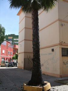 Vándalos prenden fuego a una palmera en La Piñera