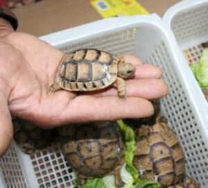 Las dos caras del nido de tortuga boba. Por Moisés S. Palmero Aranda