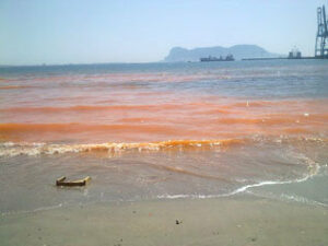 El desove estacional de los peces tiñe de rojo las aguas de la playa del Rinconcillo y La Concha