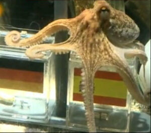 El pulpo Paul vaticinó que España jugaría la final del Mundial y acertó