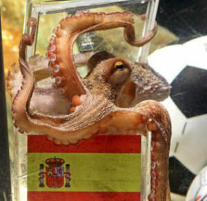 El pulpo Paul puede venir a España