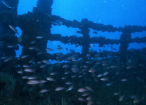 "Algeciras en Domingo" ofrece su programación para este fin de semana