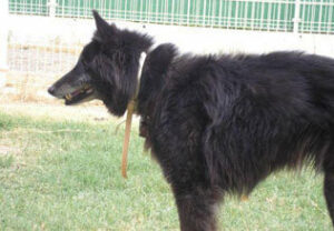 Capturan al perro vagabundo que atacó a un ciudadano en la gasolinera del Cruce del Hormiguero