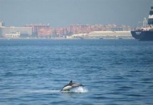 Más de 400 ejemplares de delfín común en la Bahía de Algeciras