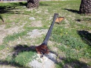 El PP denuncia la precaria situación del Parque El Saladillo