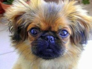 Multa de 225 euros a un policía local por matar de un disparo a un perro