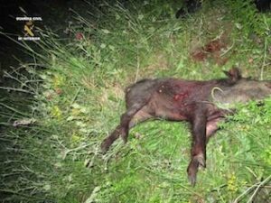 El Seprona de la Guardia Civil realiza una actuación contra la caza furtiva