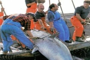 Comienza la ruta de la Almadraba por la costa gaditana