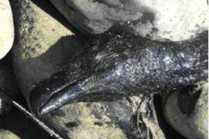 Una necropsia determinará si la muerte de los buitres y la tortuga se debe al vertido