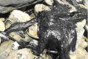 Ecologistas constatan la aparición de dos buitres y una tortuga muertos por el vertido