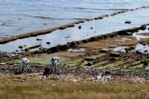 Medio Ambiente continúa la vigilancia del litoral y asegura que no hay nuevas manchas
