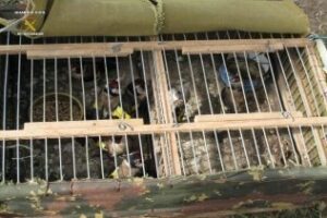 La Guardia Civil ejecuta una operación contra cazadores furtivos