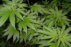 Detenido por montar una plantación de marihuana en el trastero de su casa
