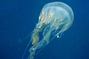 Experta lamenta el final de la 'Campaña Medusa' de Medio Ambiente