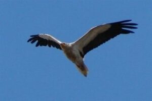 Cigüeña Negra comienza hoy a elaborar el censo de alimoches