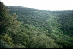 La Junta concede cerca de 40 millones en ayudas para la gestión forestal sostenible y la conservación de la biodiversidad