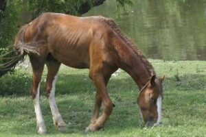 La Junta detecta el virus de la Fiebre del Nilo en un caballo de una explotación de la provincia