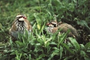 La Junta confirma que en 2011 no se han detectado casos del virus que provocó una alta mortandad de la perdiz