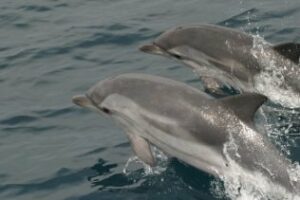 El Atlántida realizará salidas por la Bahía el lunes y el martes (12,30 y 17.00 h)