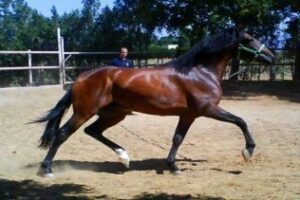 Criadores de caballo de todo el mundo impulsan el comercio internacional del pura raza española