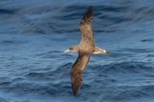 Registran tasas de paso muy elevadas del ave Pardela Cenicienta cruzando el Estrecho