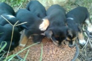 Tarifa Natura necesita casas de acogida ante un aumento del abandono de perros en los últimos meses