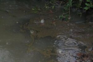 Nuevo vertido en el arroyo de Los Gallegos, donde ya se localizó en octubre otro que salió de una empresa de Cepsa