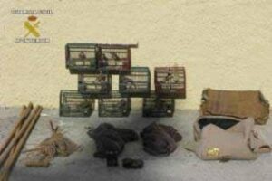 La Guardia Civil libera jilgueros capturados de forma furtiva