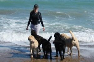 Segundo Ávila: La presencia de perros en la playa está prohibida ya sea libremente o atados"