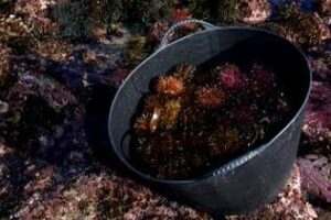 Los mariscadores recibirán información sobre el Centro de Expedición