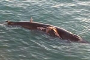 El cetáceo aparecido muerto en la Bahía es un ejemplar juvenil del rorcual común