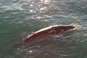 El Seprona investiga la muerte de la ballena aparecida el domingo en la Bahía de Algeciras