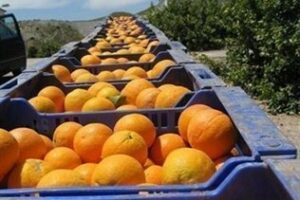 Las heladas provocan cuantiosas pérdidas en los cultivos de cítricos y subtropicales del Campo de Gibraltar