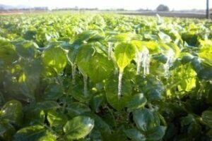 Junta gestiona 14,6 millones en ayudas en 2012 para el sector agroalimentario campogibraltareño