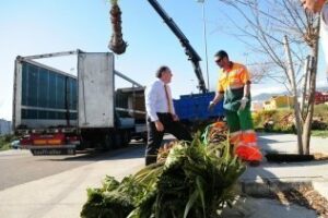 El Ayuntamiento coloca palmeras para adecentar tres rotondas de Algeciras