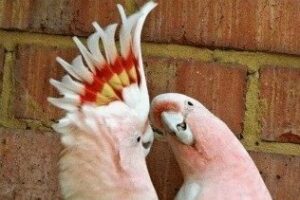 Detenido por la venta falsa de mascotas y especies exóticas por Internet