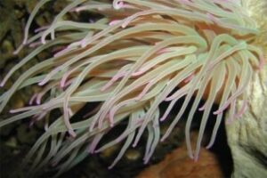 Sancionados por comercializar con ortigas de mar