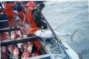 Todos los grupos, excepto el PP, apoyan en el Parlamento andaluz una iniciativa en defensa del sector de la almadraba